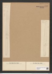 Ardissonia decpiens (Cl. et Gr.) Arct. (de-Toni-Nr.: Genus 68, Species 2685) Zeichnungen Sammlung Grunow Nr. 5496 (NHMW-BOT-W0373931)